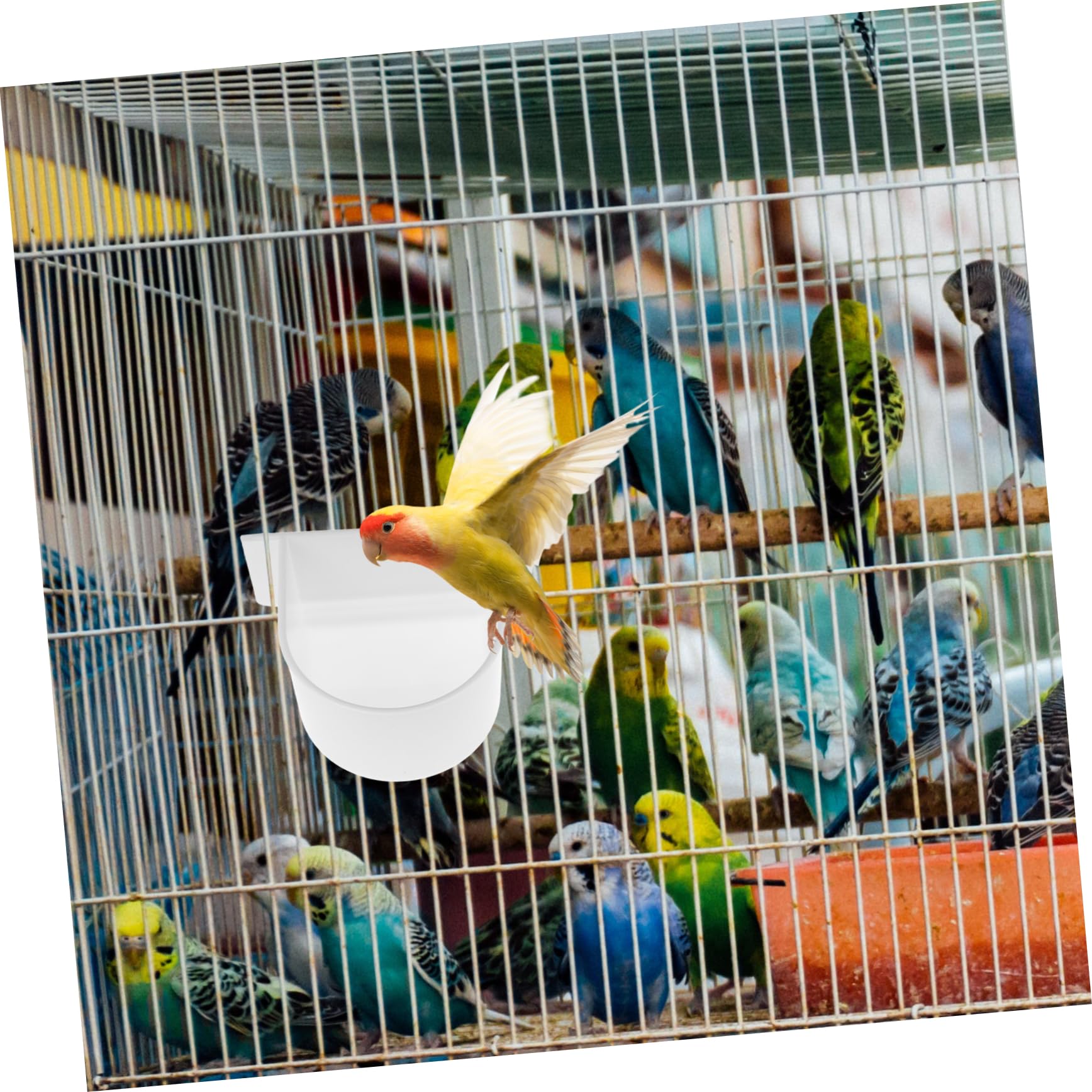 BESPORTBLE 20pezzi Mangiatoia per Uccelli Ciotola per Pappagalli e Parrocchetti Accessorio per Voliera Facile da Pulire e Installare Design Pratico e Resistente per Cani e Gatti