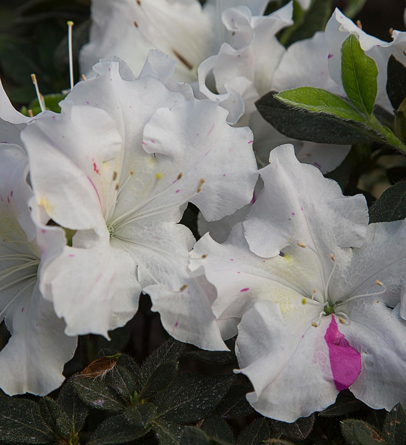 Encore Azalea Autumn Lily (1 Gallon) White Flowering Shrub - Live Full Sun Outdoor Plant