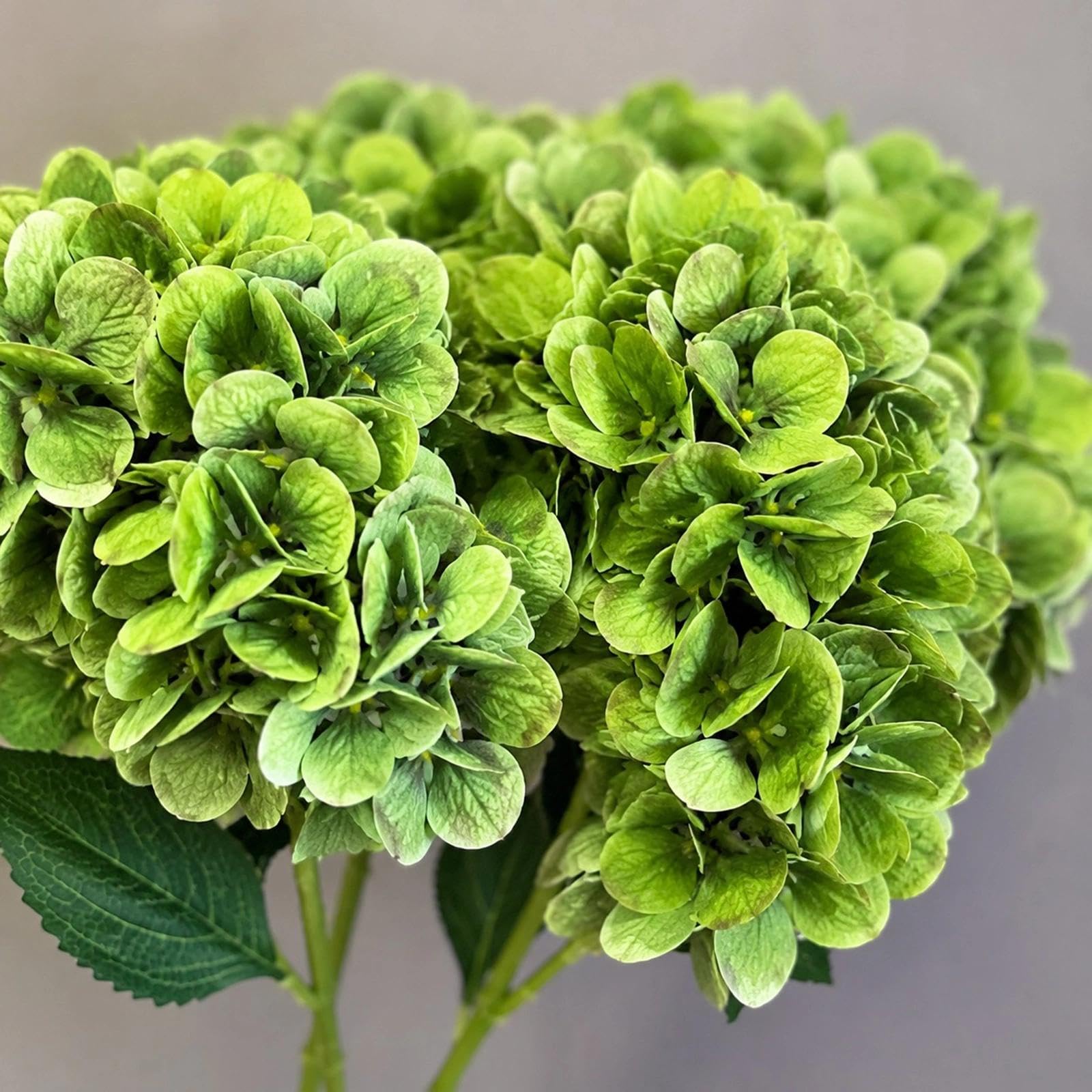 5er Set Hortensien Kunstblumen 68cm Seidenblumen(Grün) | Ø 16cm Blüten, Real-Touch, mit Blättern. Perfekt für Vase, Tischdeko, Hochzeit, Brautstrauß, Büro, Hotel, DIY
