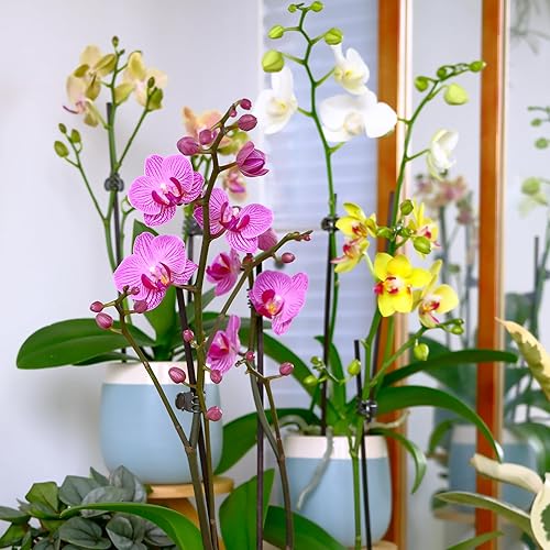 Miniatura 3 de Planta de orquídea viva morada prémium que florece en maceta de orquídeas azules y blancas de 3.5 pulgadas, plantas vivas, regalos de plantas de