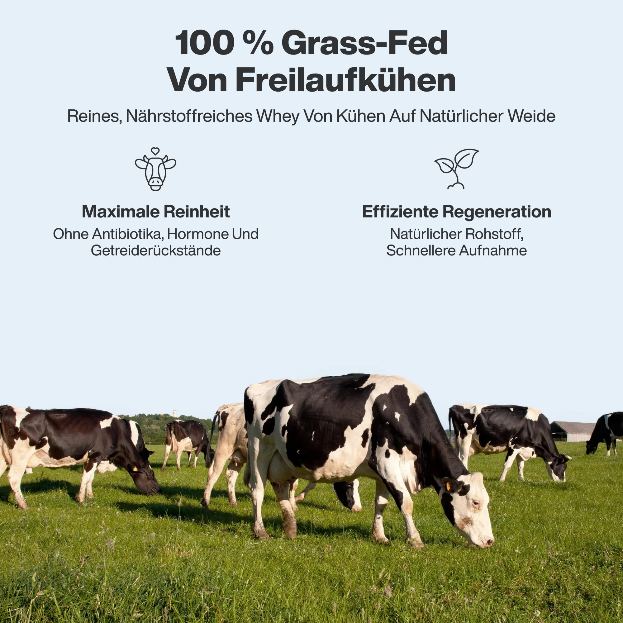 Vilgain Grass-Fed Whey Protein (1000g) Vanille, Eiweißpulver Konzentrat aus Weidemilch, Gesüßt mit Stevia, Ohne Zuckerzusatz, Ultrafiltriertes Protein Pulver für Shakes, 1 kg