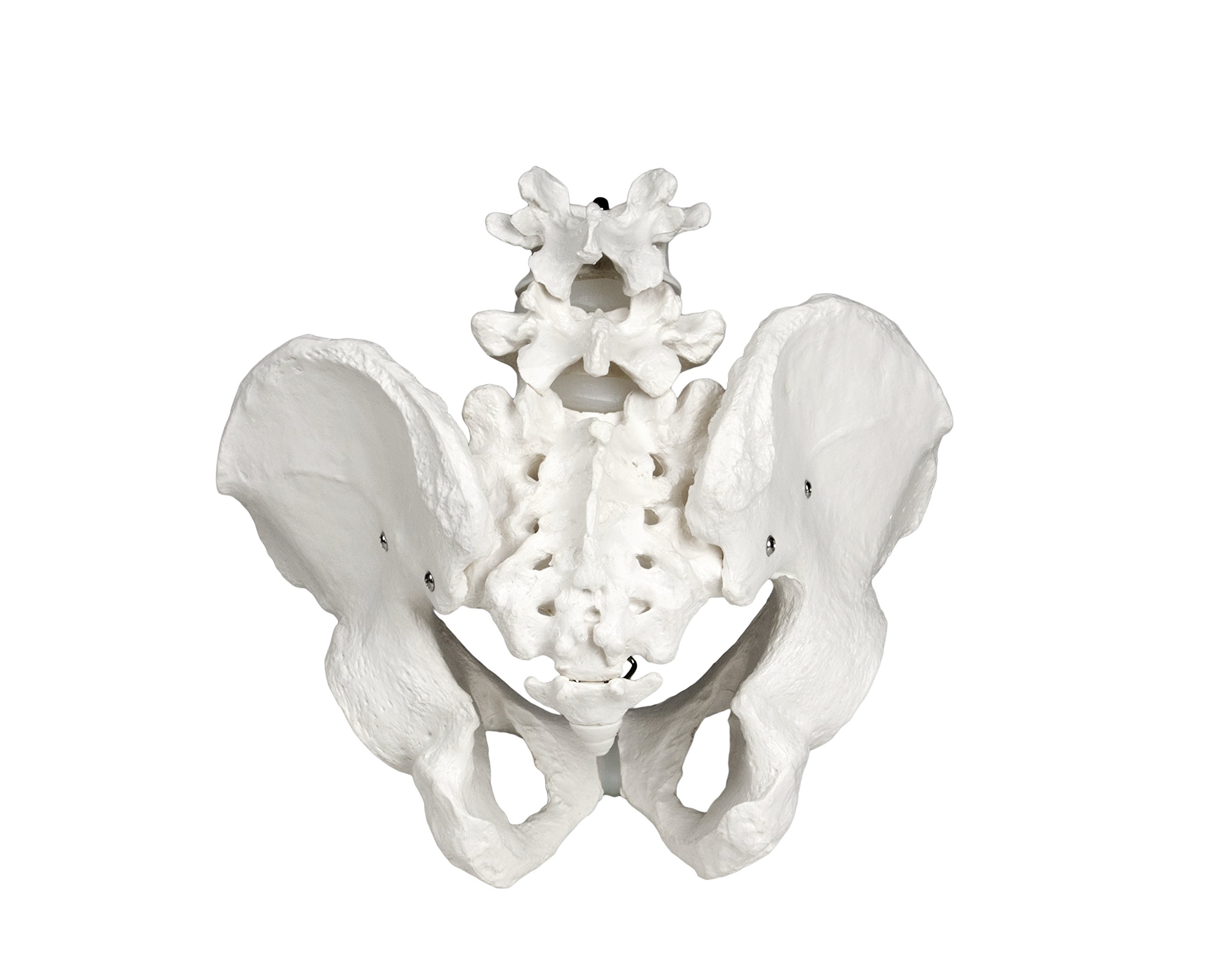 Walter Products B10270 Male Pelvis Skeleton Model