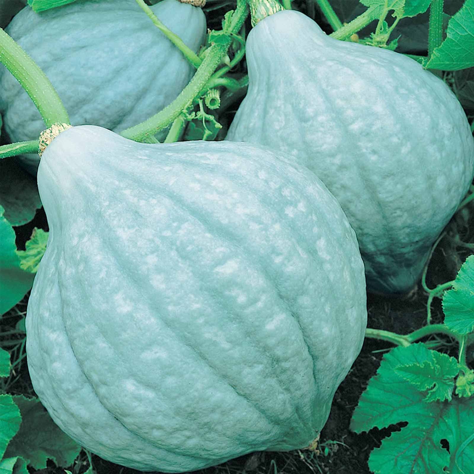 Mountain Valley Seed Company Blue Hubbard Winter Squash Garden Seeds