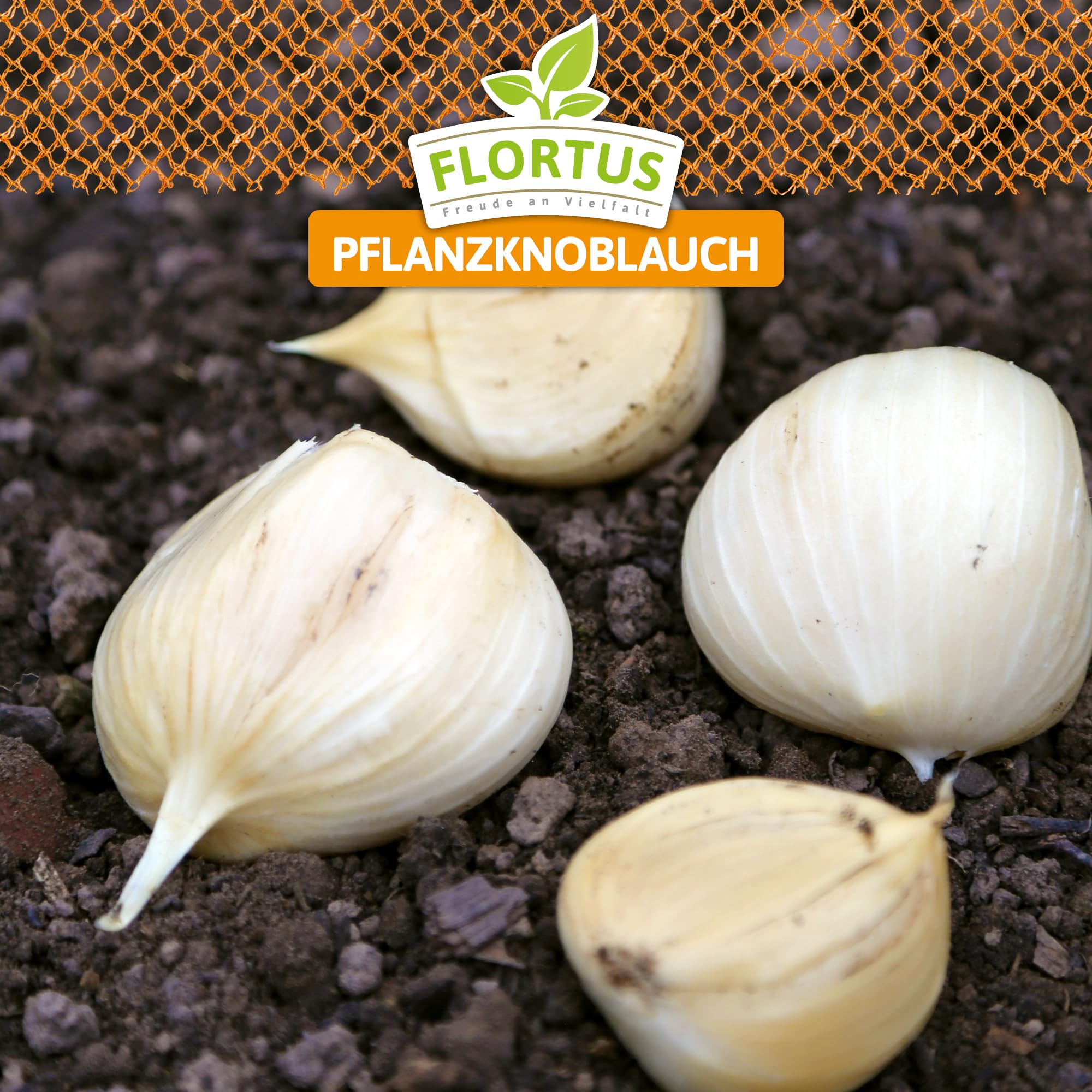FLORTUS 2000-2478 Winterpflanzknoblauch Elefantenknoblauch Valdichiana (Pflanzknoblauch)