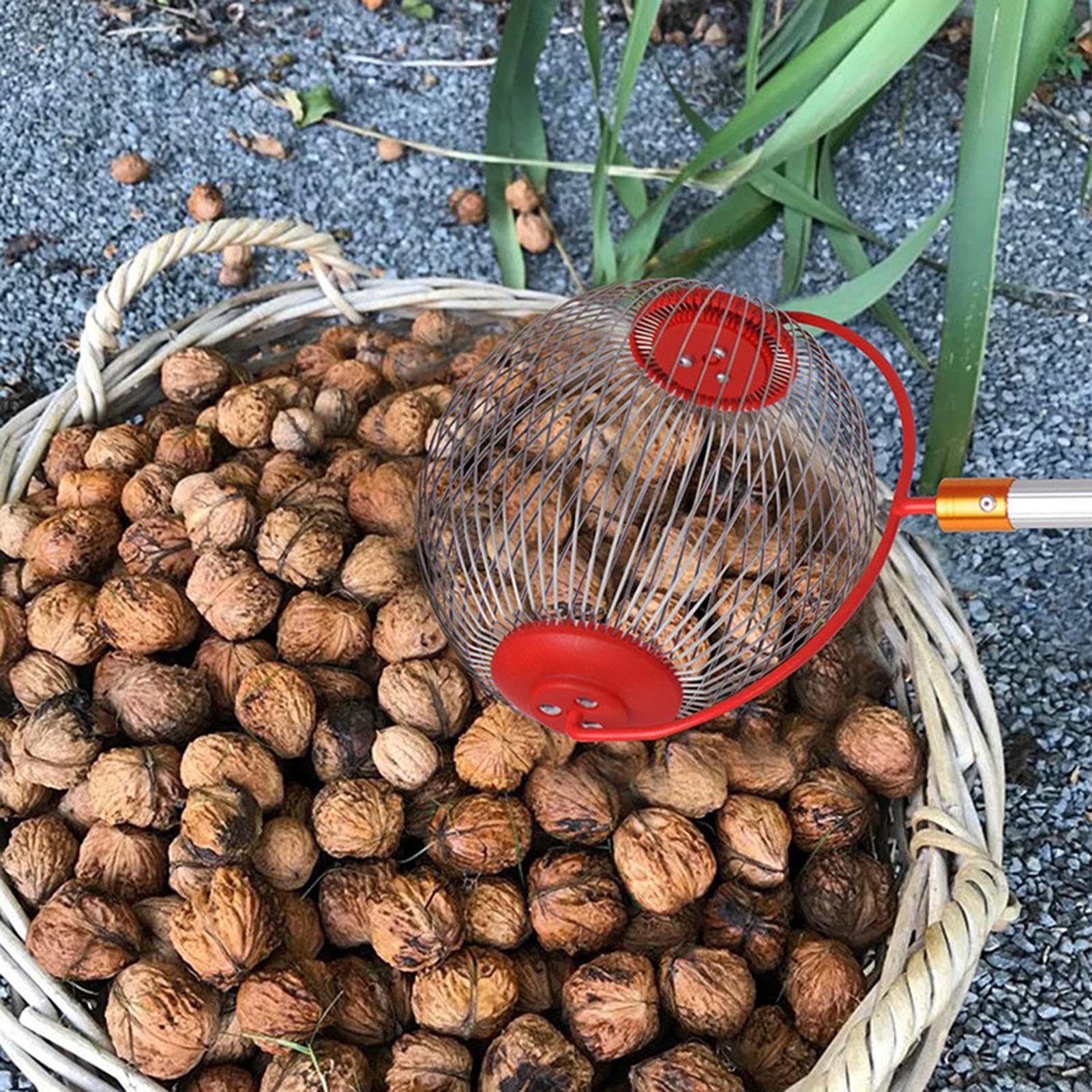 Ramasseur de noix, Rouleau Ramasse Noix Châtaignes Noix Réglable et Léger 48 à 105 cm, Cueilleurs de Fruits, Outils Ramassage Rouleau Noix pour Les Noix, Les Pruneaux, Les Golf, Taille de 2 à 5 cm