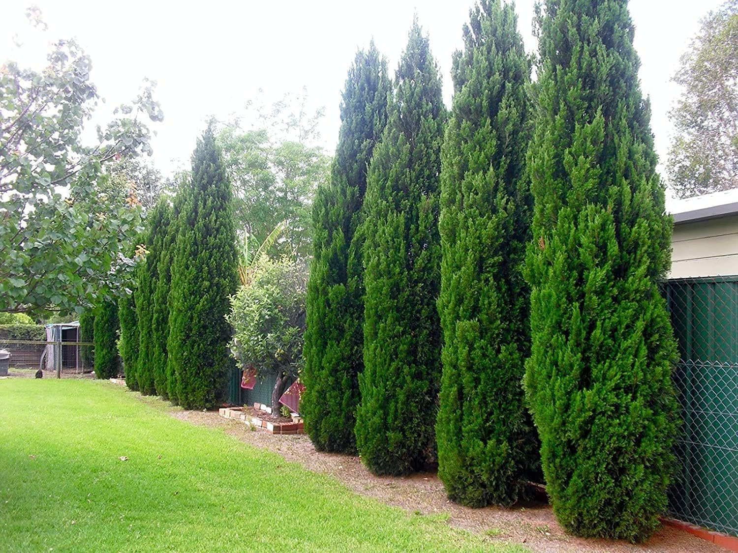 Spartan Juniper - Juniperus Chinensis - 15 Live 4 inch Container Trees - Evergreen Privacy Screening Plants