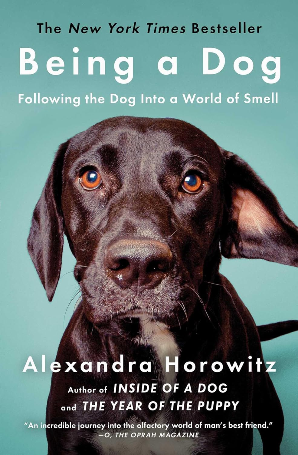 Exploring a Dog’s World: The Fascinating Power of Smell Exploring a Dog’s World: The Fascinating Power of Smell
