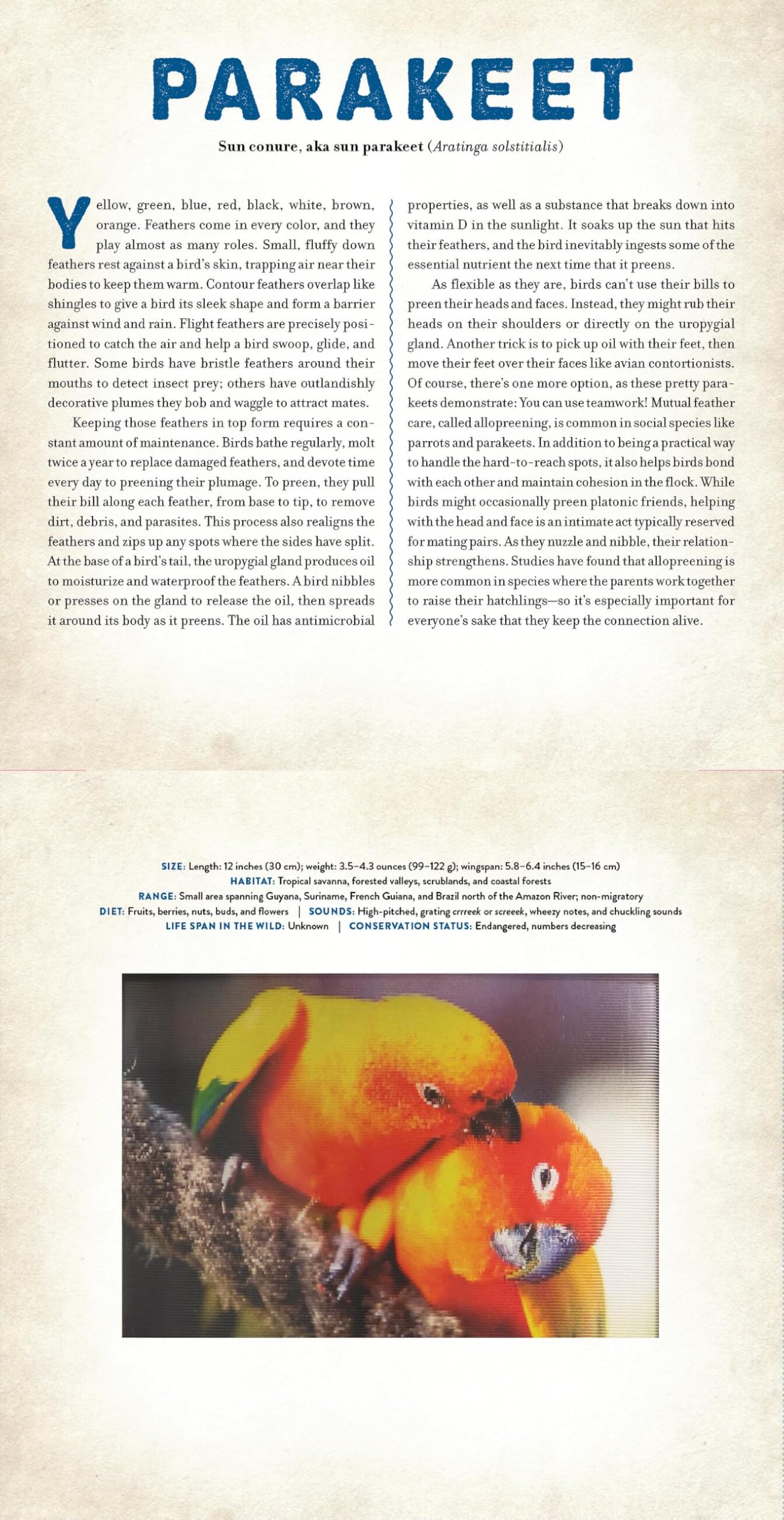 Birds: A Photicular Book