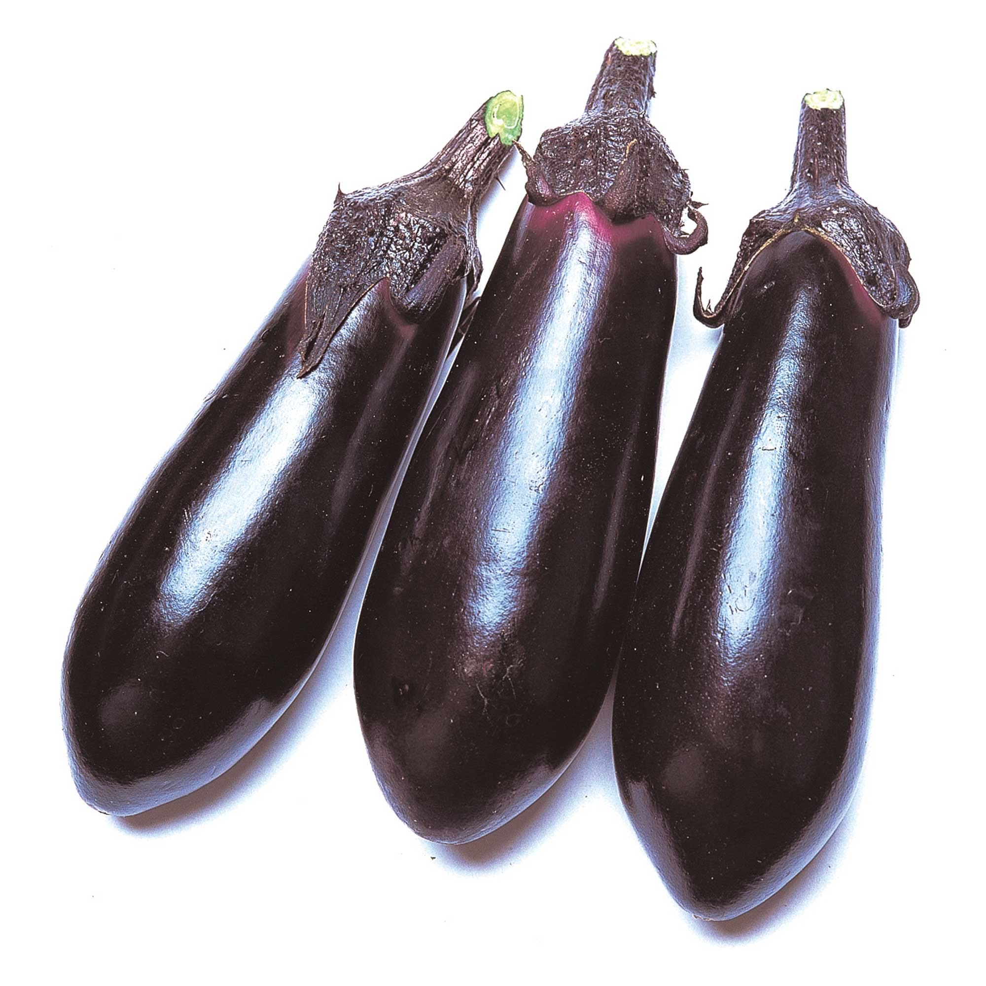 Amazon.com : Eggplant Seeds - Money Maker 2 - Hybrid - 1 Oz