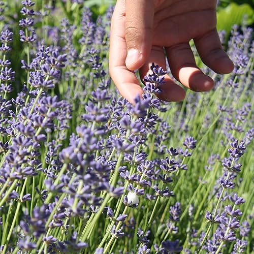Miniatura 3 de The Old Farmer's Almanac Semillas de lavanda Heirloom (inglés común) - Aproximadamente 360 semillas - Sin OMG, polinizadas abiertas