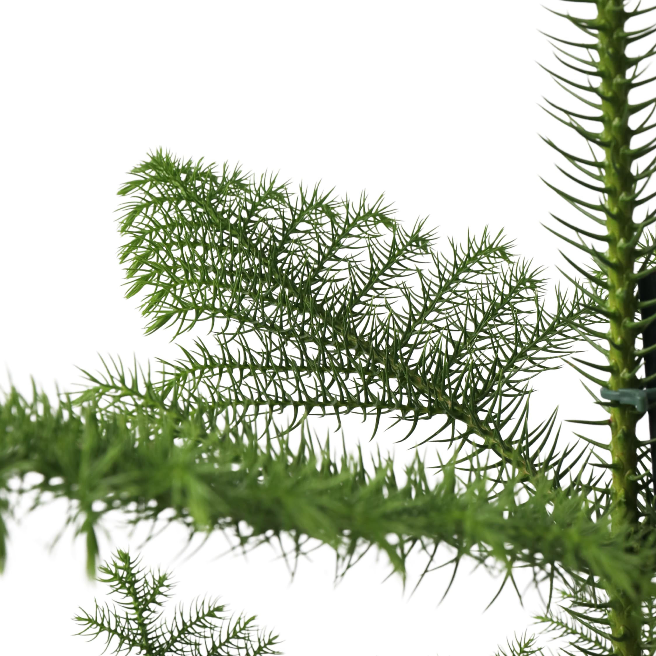 Plant in a Box - Araucaria Heterophylla - Sosna Norfolk - Sosna Pokojowa - Doniczka 21cm - Wysokość 70-80cm