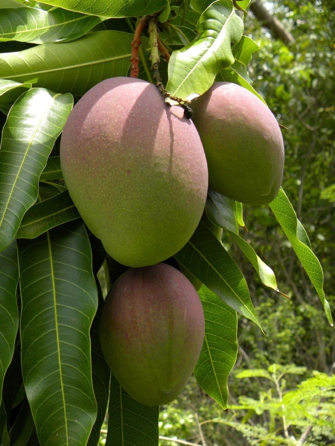 Green Leaf Mango trees (Mangifera Indica) 2 Seeds