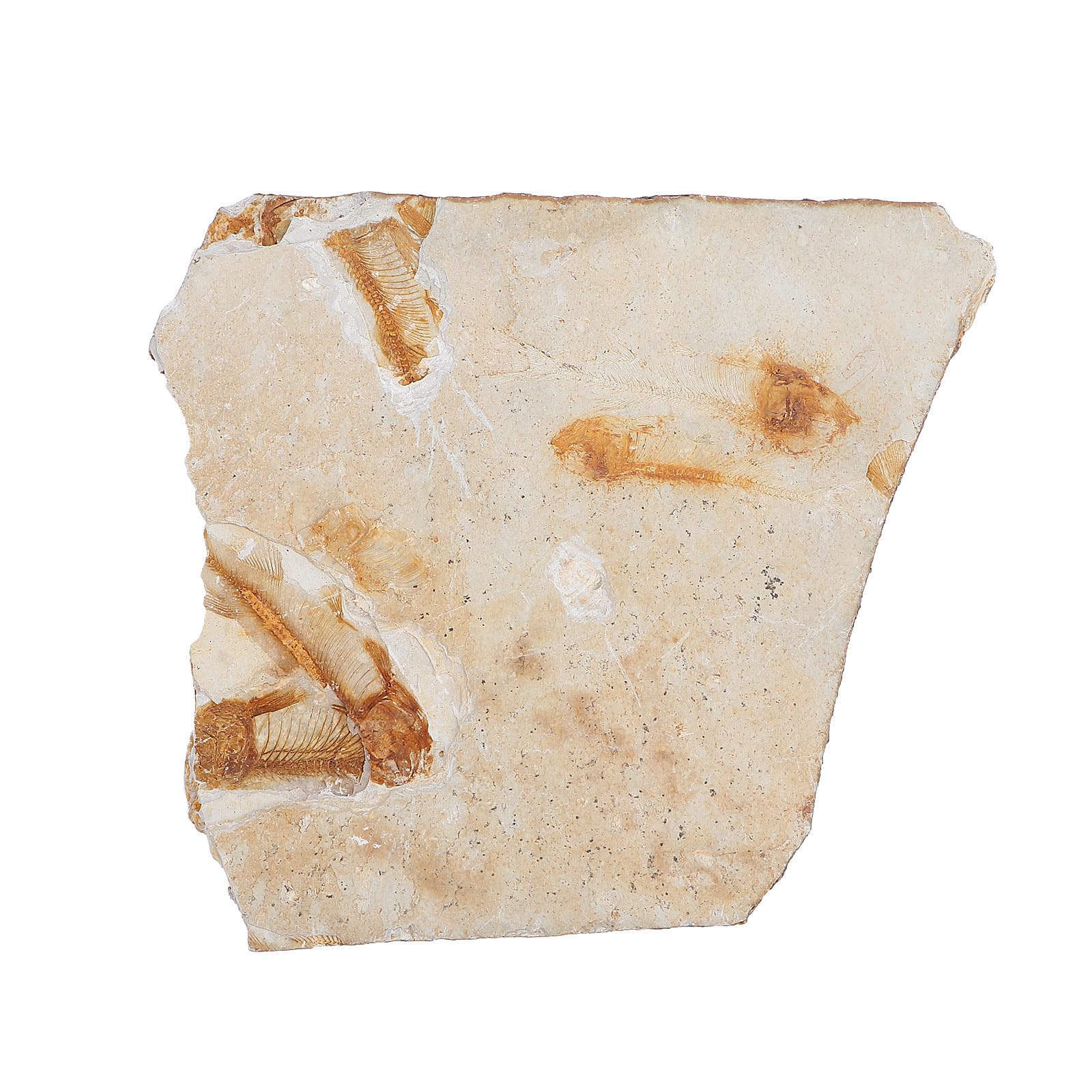ULTECHNOVO 2piezas Especimen De Pescado Fosilizado Para Enseñanza De Paleontología Adorno De Escritorio Para Materiales De Laboratorio Aleatorio
