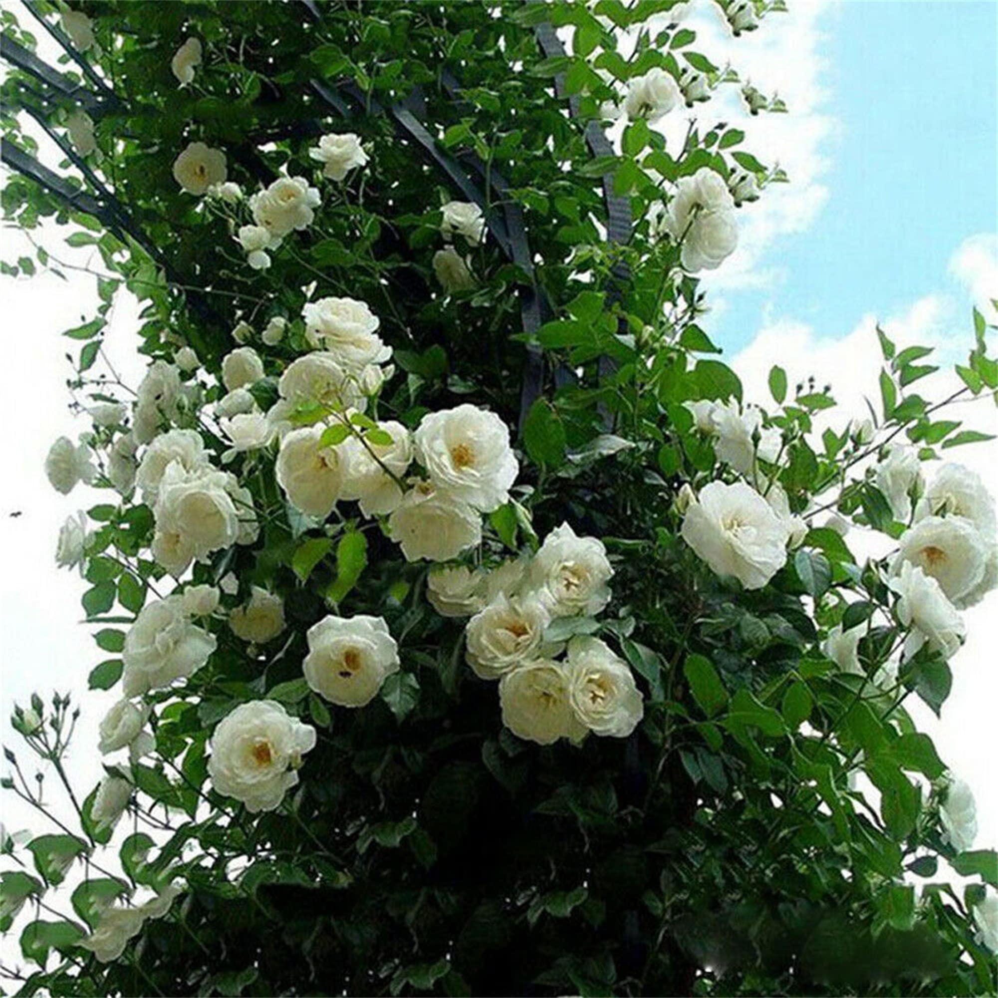 100Pcs Mix Climbing Rose Rosa Bush Vine Climber Fragrant Butterfly