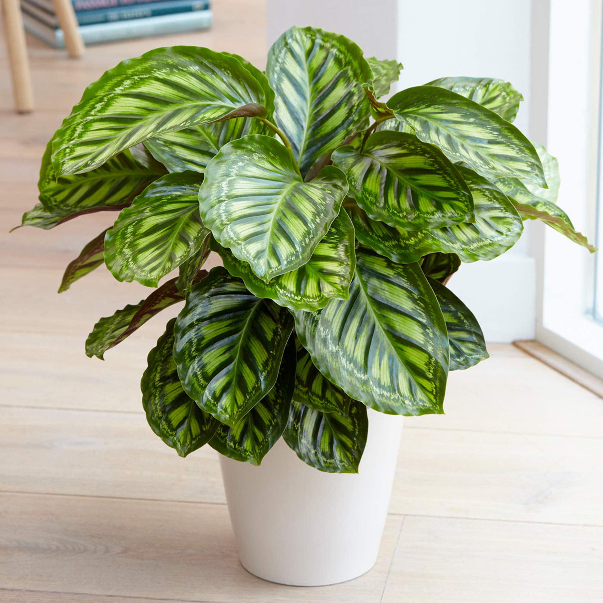 monstera jungpflanze Monstera XL