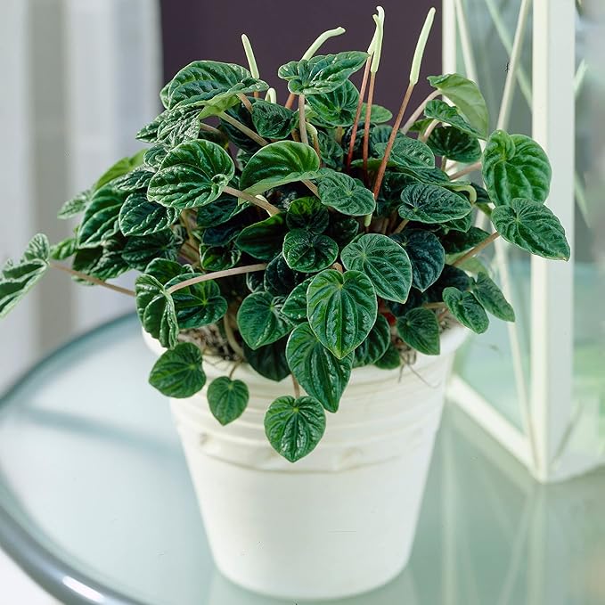 Peperomia caperata Lilian | Planta Compacta de Interior Única en Maceta (15-25cm)