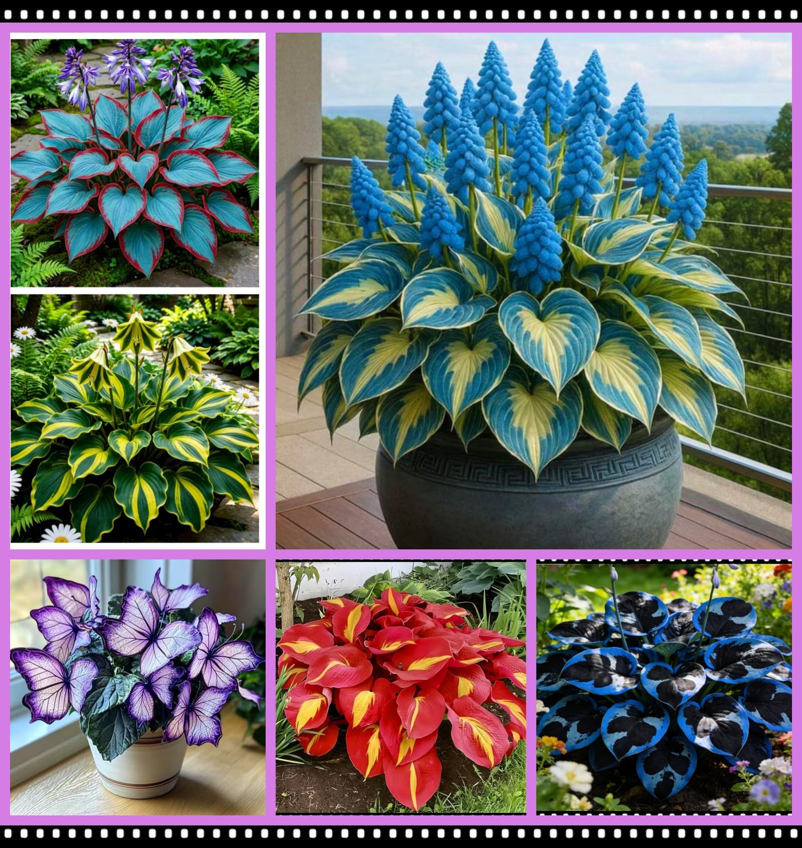 Hybrid Hosta Bare-Root | Midnight Blue Heart Series, Shade-Loving and Cold-Hardy, Easy to Cultivate, Ideal for Garden Borders and Potted Plants/Hardy Perennial, Excellent Display-10 hosta Bulbs-J