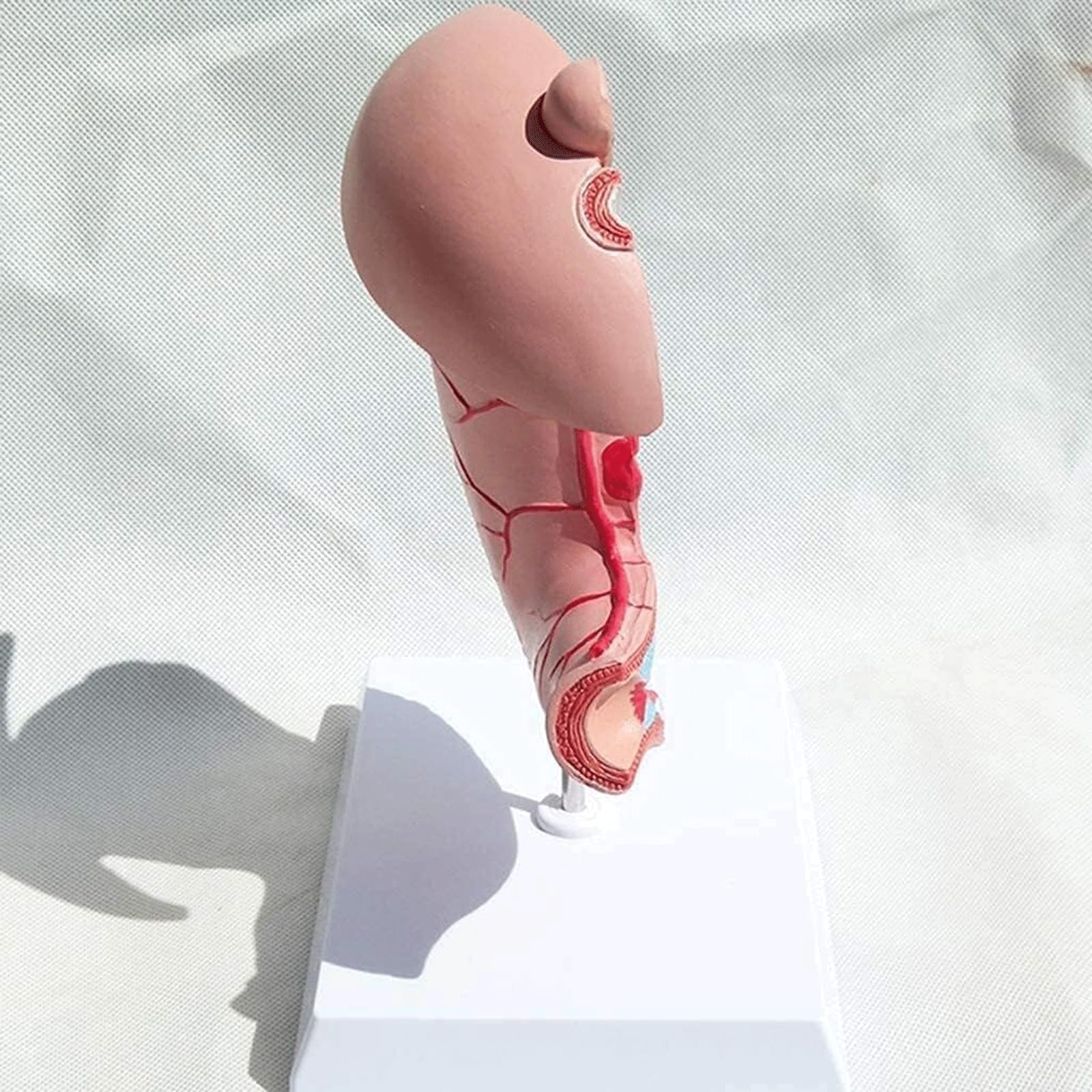 Menschliches Organmodell Menschliches Organmodell Medizinisches Gerät Für Anatomie Unterrichtsausrüstung Für Das Verdauungsgerät Für Das Schulstudium