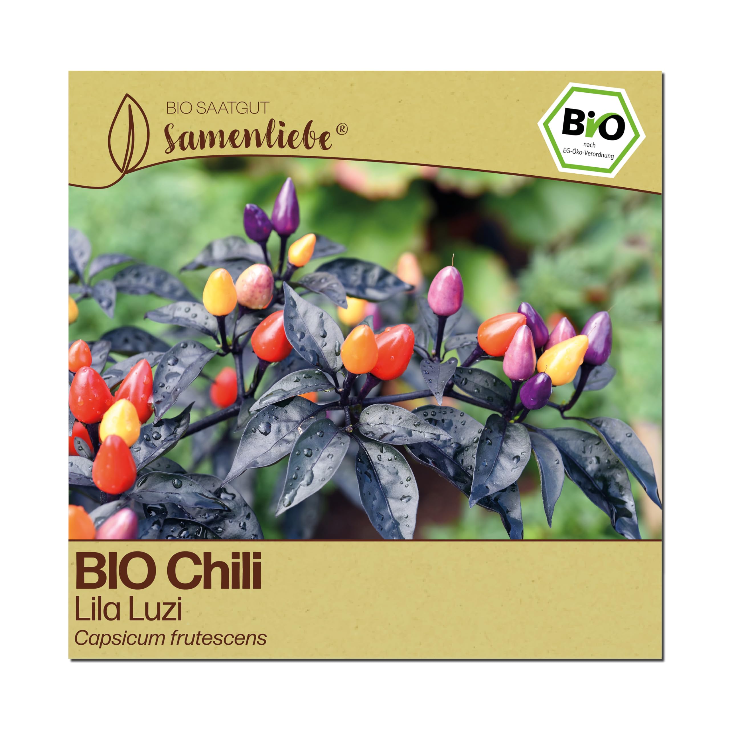 Samenliebe BIO Chili Samen | Lila Luzi - mini & scharf - samenfestes BIO Saatgut