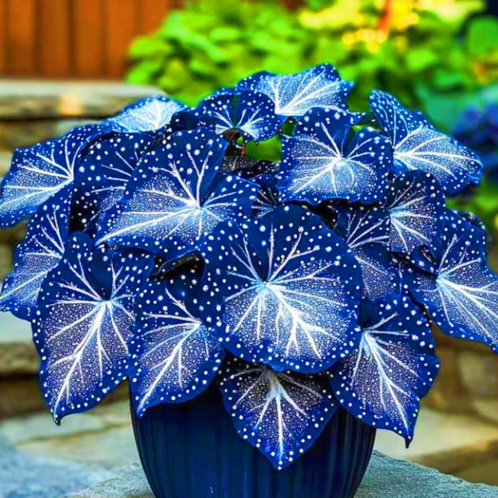 Bloom Year After Year hostas Plants Ornamental Flowers/Hardy Perennial/Wedding Flowers-4bulbs-b