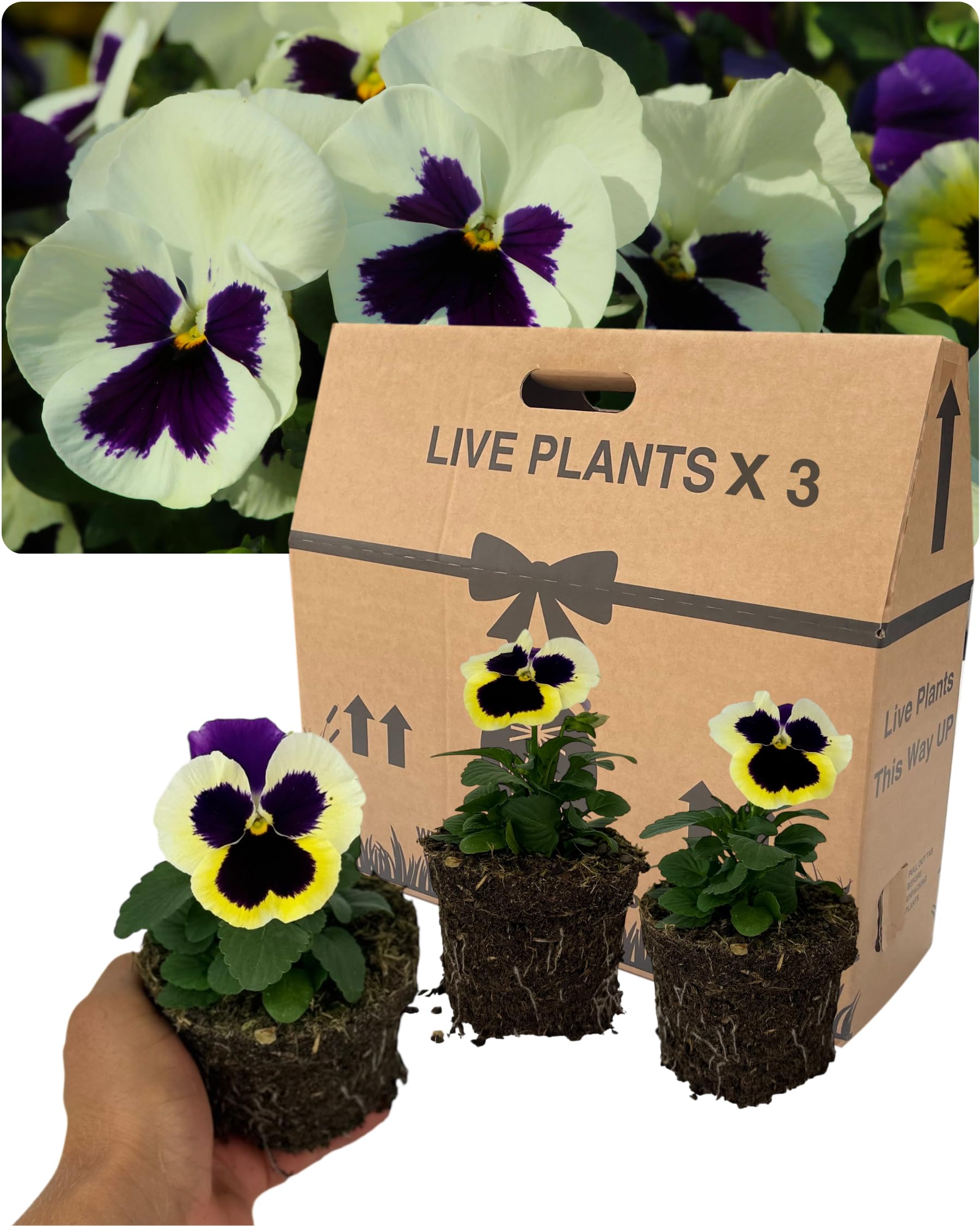 Pansy Delta Pro Violet & White Bedding Plants – Set of 3 Outdoor Garden Ready Flowering Plants. Supplied as Well-Rooted 10.5cm Rootballs. Beautiful Bi-Coloured Blooms for Pots, Borders & Containers