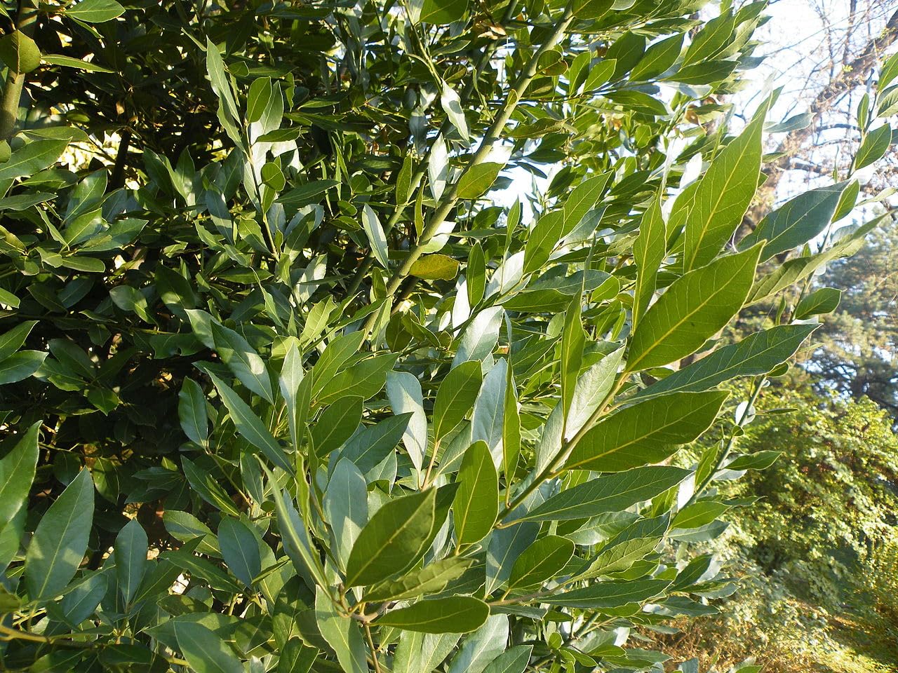 10 Graines de Laurier (Laurus nobilis)