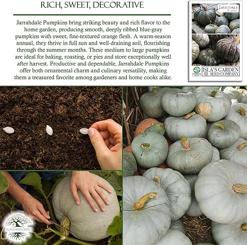 Miniatura 5 de Jarradale Semillas de calabaza para plantar, color verde pálido, (Jarrahdale) 10 semillas de reliquia, semillas de jardín de Isla (semillas de