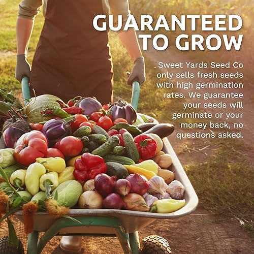 Miniatura 6 de Semillas de pimiento jalapeño orgánico - Paquete de semillas de más de 40 semillas polinizadas abiertas sin OMG - Sweet Yards Seed Co.