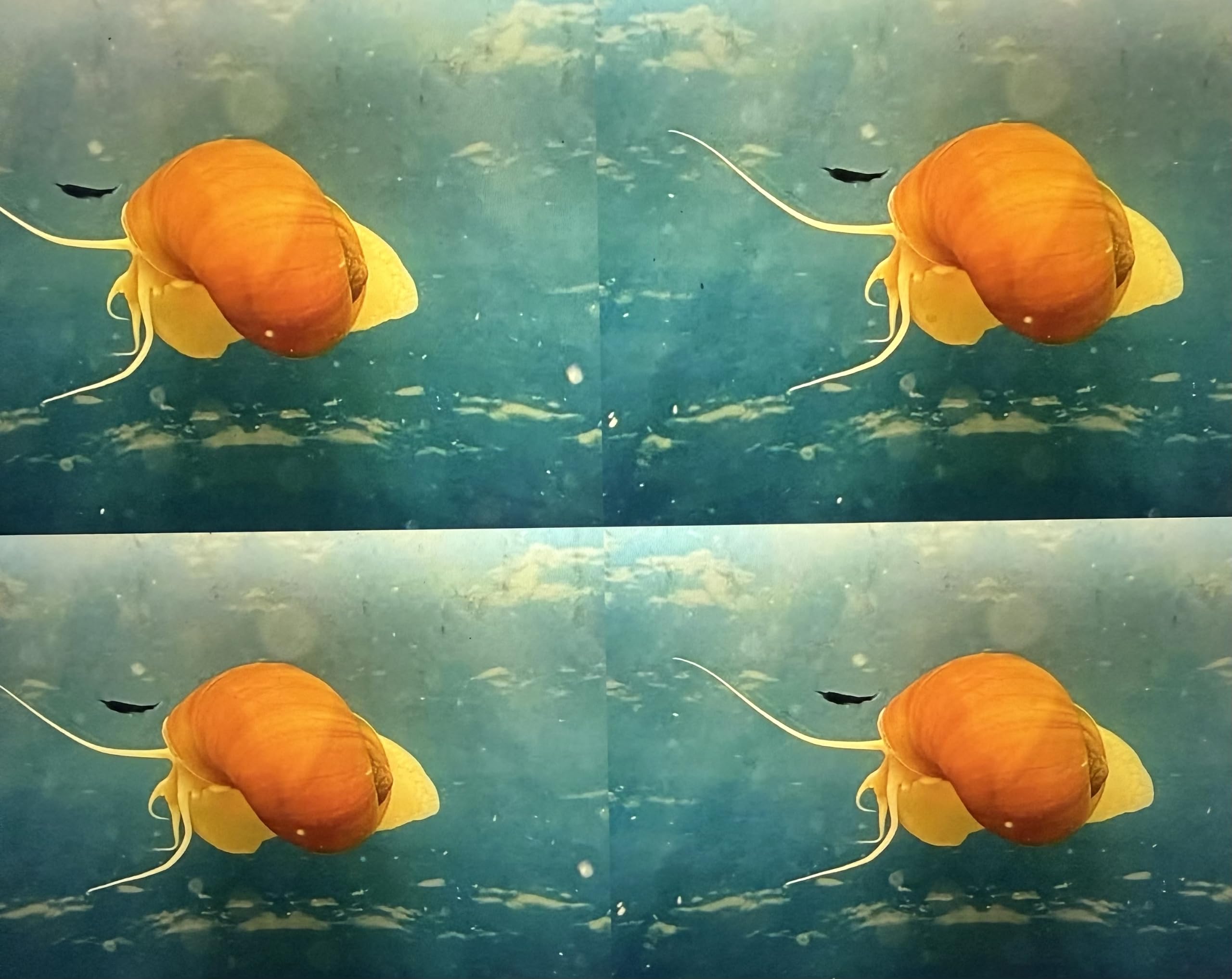 4 x Large Golden Apple Snail Freshwater Aquarium Live (4 x Large Apple Snails)
