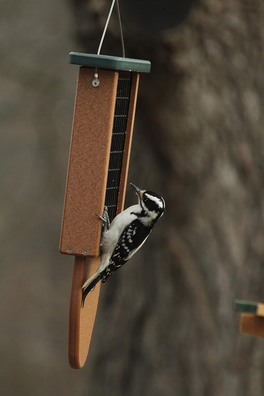 Kettle Moraine Recycled Plastic Double Suet Cake Tail Prop Suet Bird Feeder with Hanging Cable