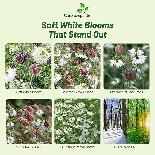 Outsidepride Nigella Marbles Love-in-a-Mist Plantas de flores de jardín - 1000 semillas