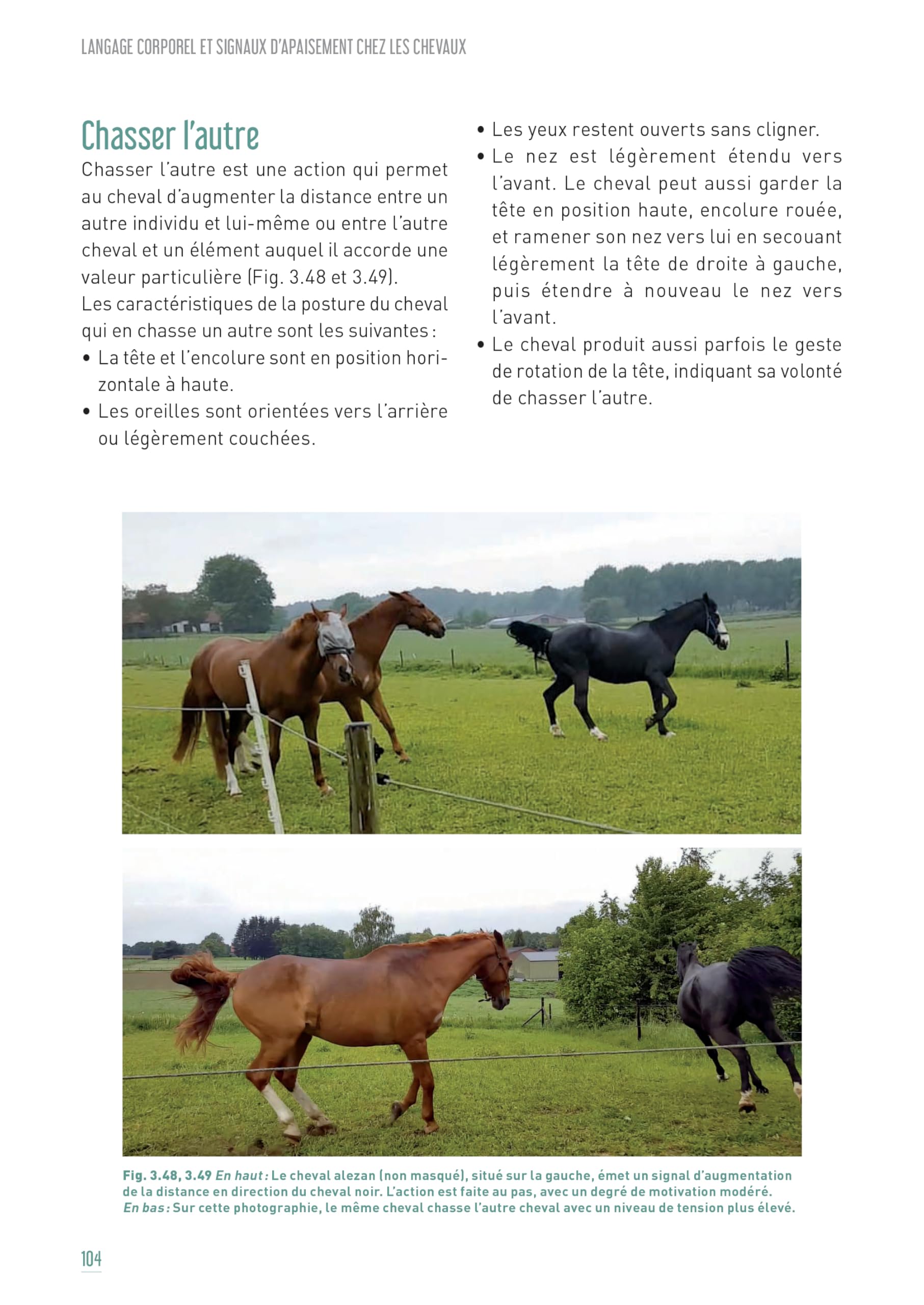 Langage corporel et signaux d'apaisement chez les chevaux: IDENTIFICATION ET APPLICATION