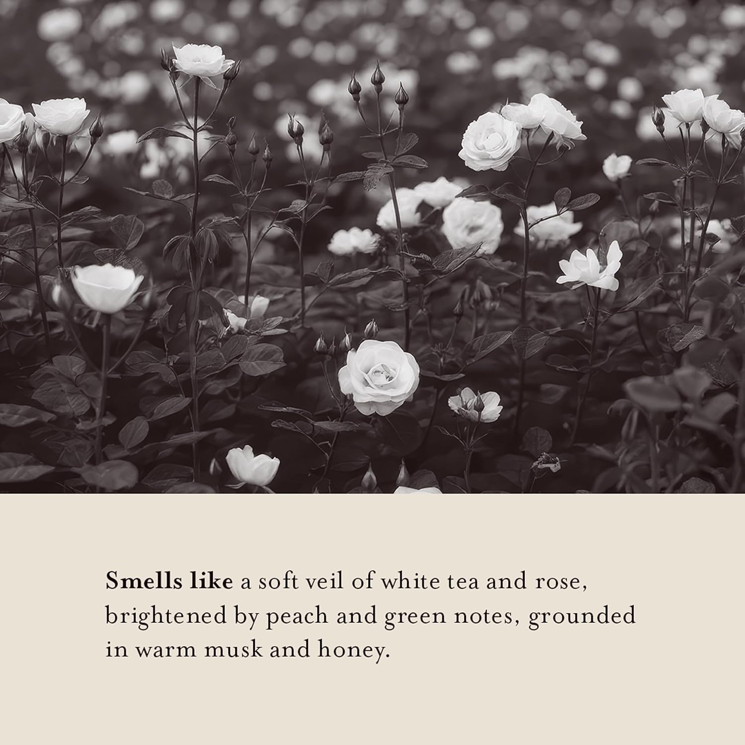 A LA MAISON Whipped Body Butter – White Tea & Rose – Shea Butter Moisturizer with Argan, Avocado & Jojoba Oils – Ultra-Rich Body Cream for Dry Skin – 6.7 oz – Amber Collection - Image 4