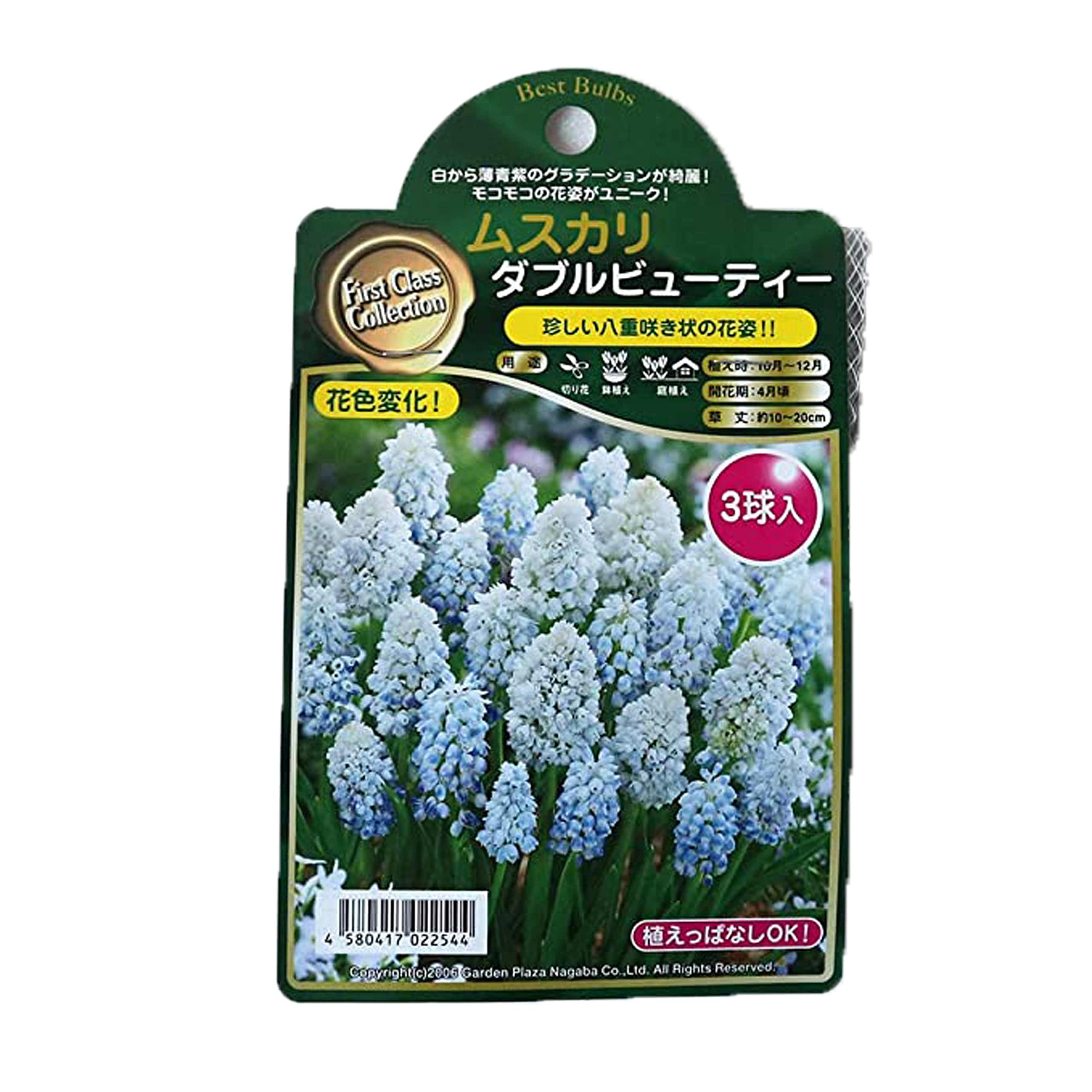 Amazon.co.jp: ムスカリ ダブルビューティー 3球【品種で選べる花球根