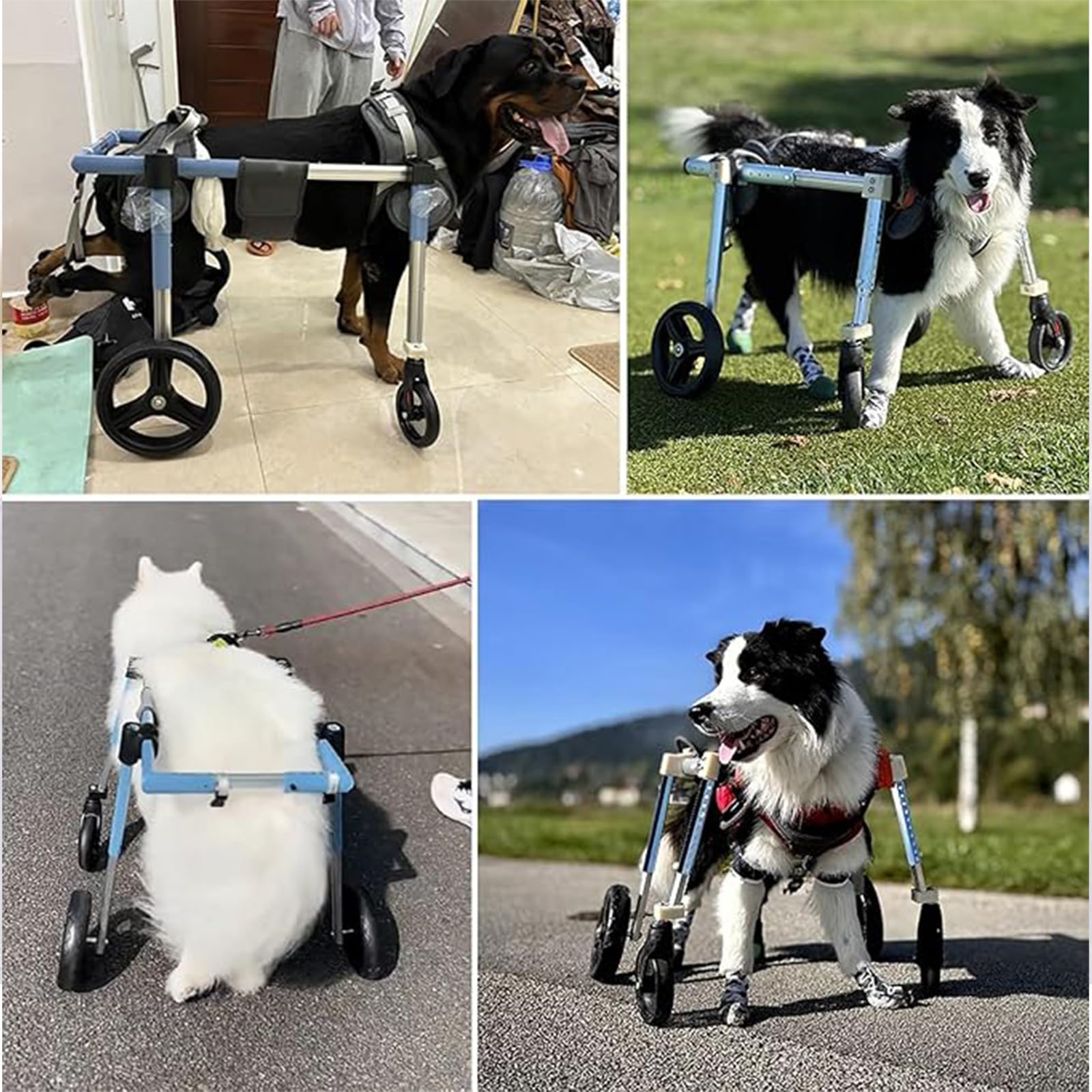 Fauteuil Roulant Pour Chien,Pattes ArrièRe,4 Roues Chien,Attelle D'Exercice Marcheur Handicapé,Aide à La Marche Avant BlesséEs/ParalyséEs,Pour Chariot Animaux Petite,Moyenne Et Grande Taille(XL,Blue)