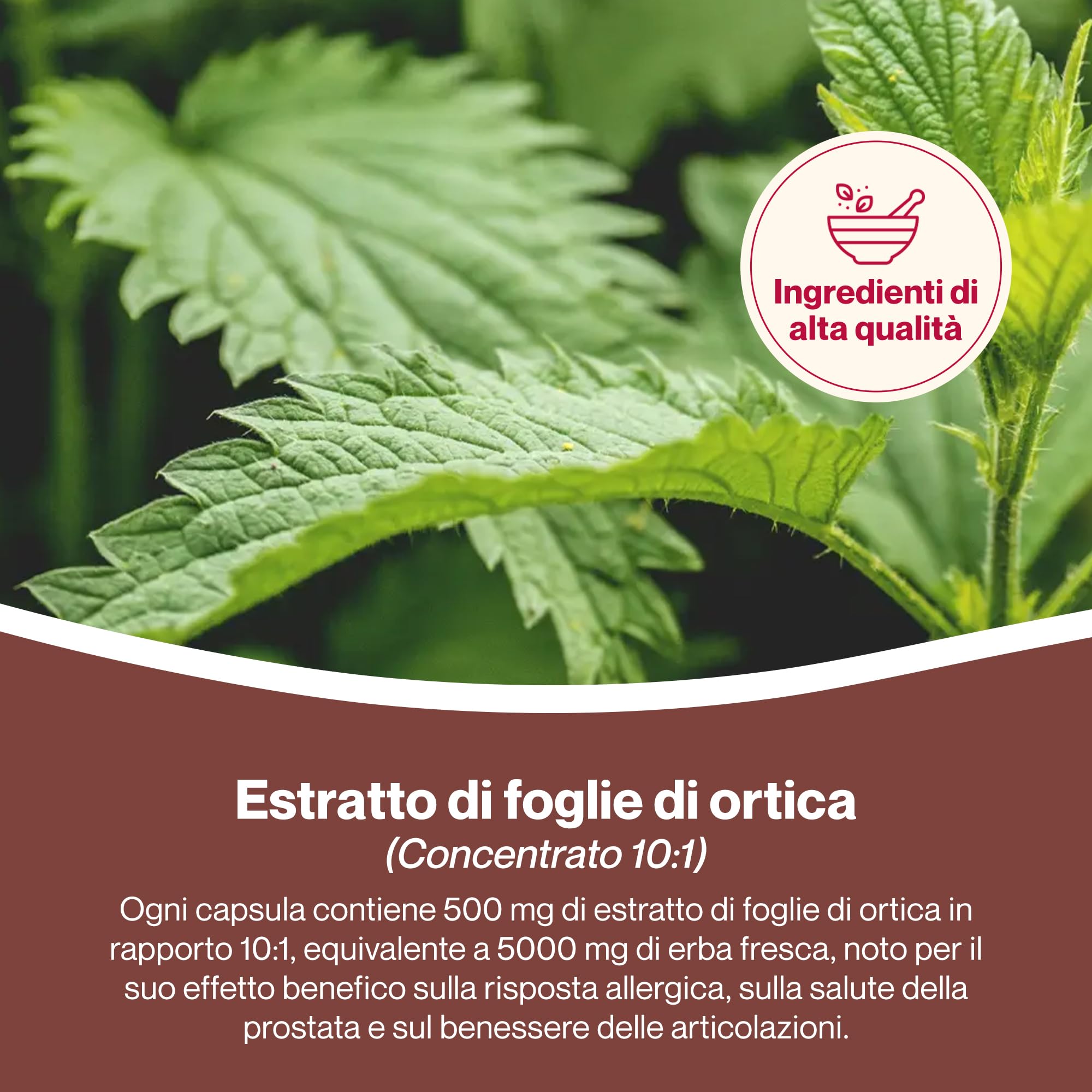 Hepatica Foglia di Ortica 5.000 mg Equivalente | Estratto Concentrato 10:1 da 500 mg | 120 Capsule Vegane | Scorta 4 Mesi | GMP & laboratorio indipendente