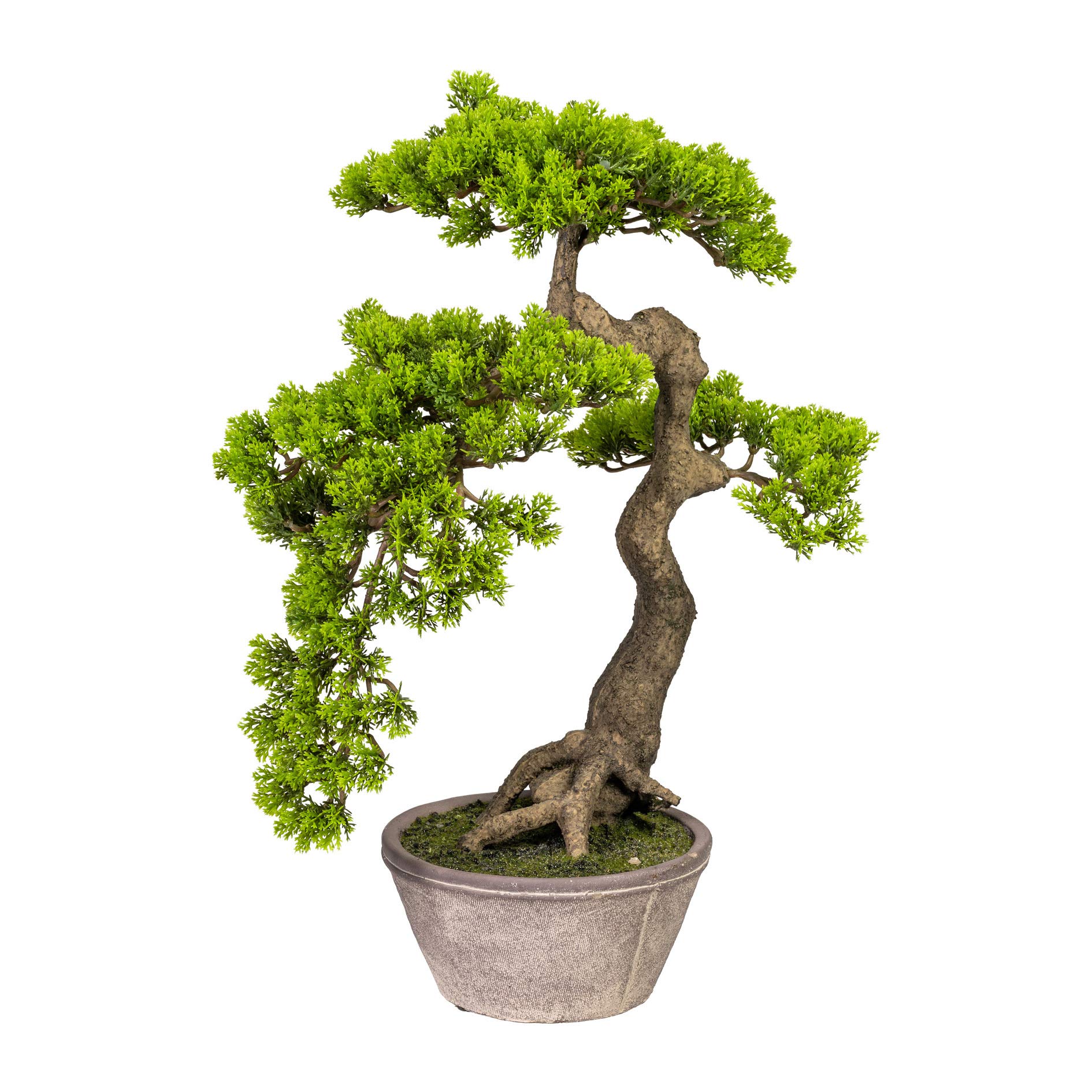 Fuchs seit 1895 Knstlicher Bonsai Zeder Han-Kengai ca 52 cm in  Zementschale : Amazon.de: Kche, Haushalt & Wohnen