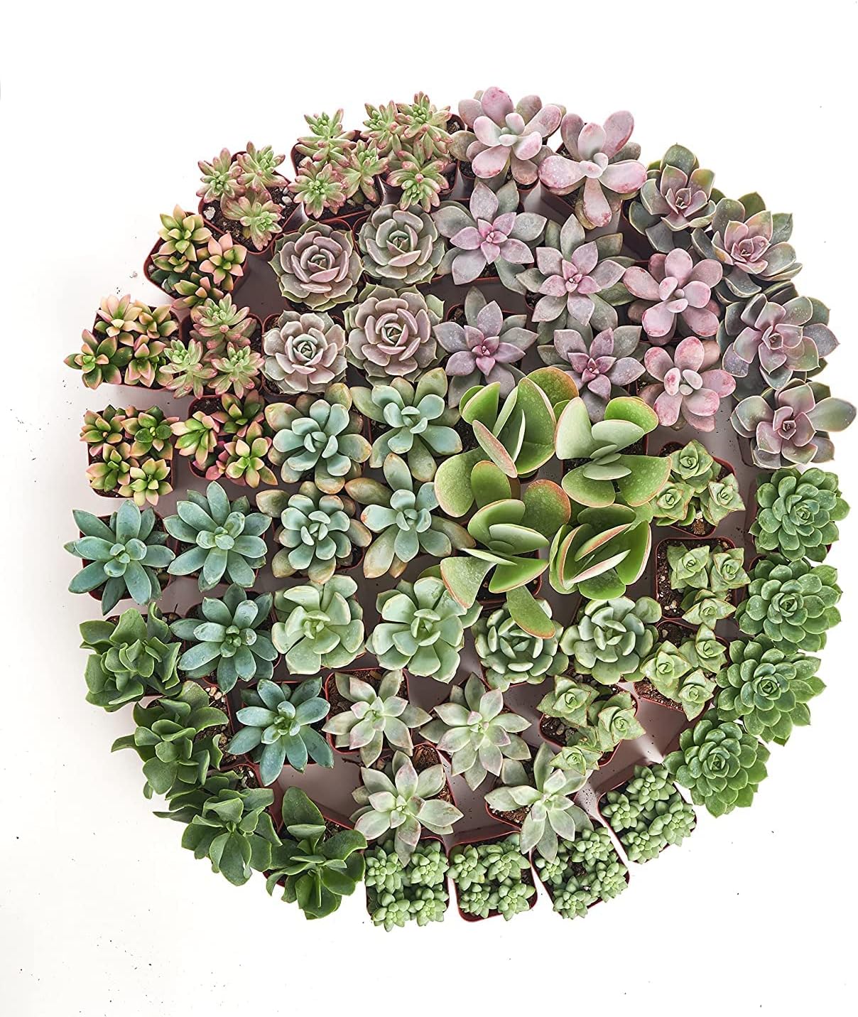 Shop Succulents | Unique Assorted Collection of Live Succulent Plants, Hand Selected, Fully Rooted Variety Pack of Mini Succulents | Live Indoor Succulents, 64-Pack C : Everything Else