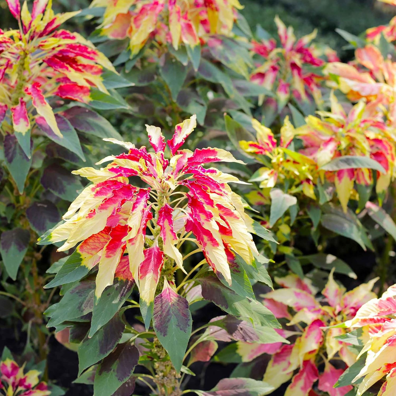 Eden Brothers Amaranthus Seeds - Perfecta