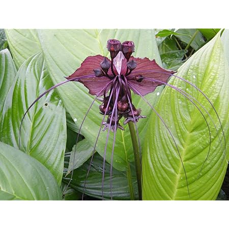 Plat Firm Germination Seeds 2 Plants Tacca Chantrieri Black Bat Flower Rare Plant Healthy And Strong Amazon De Kuche Haushalt
