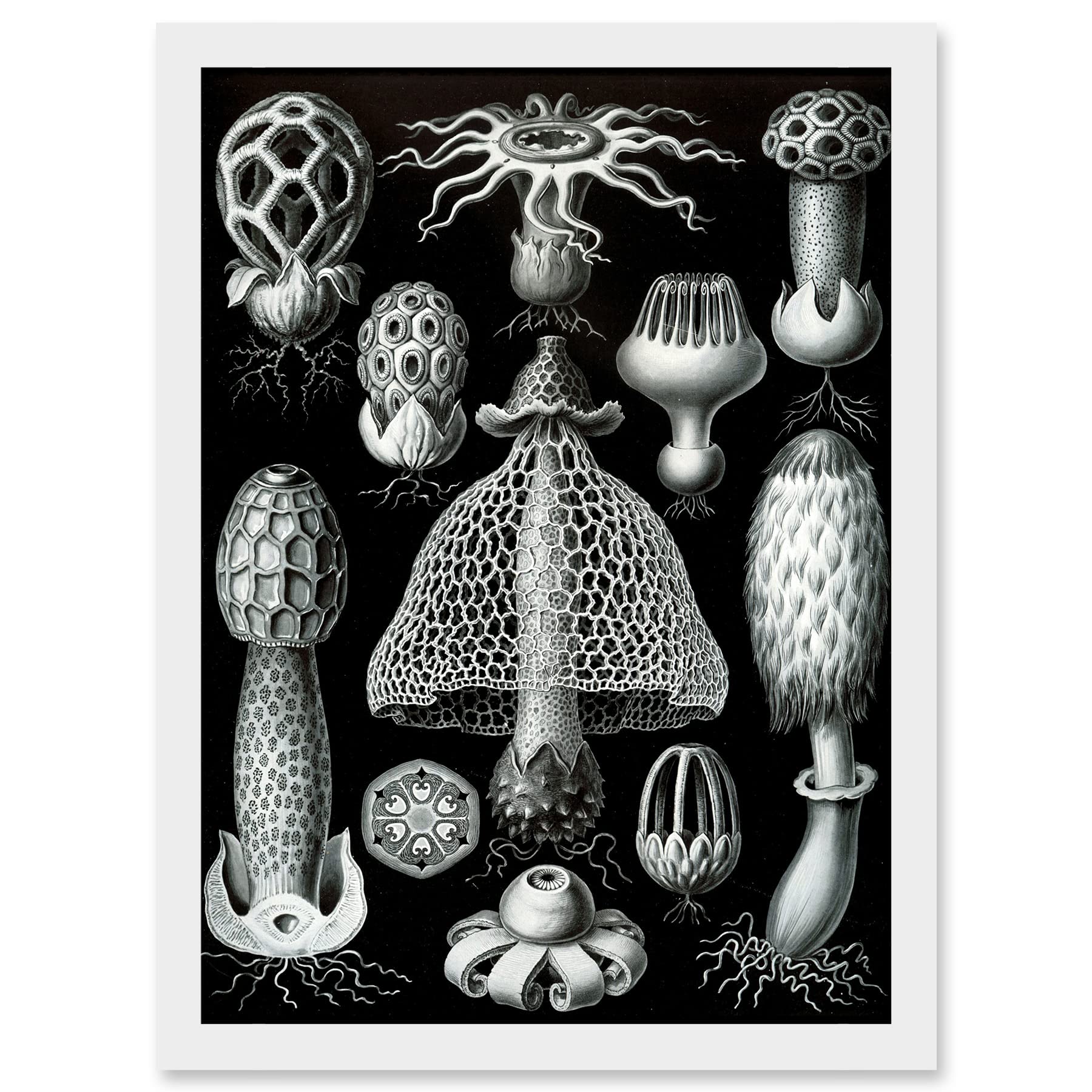 Artery8 Ernst Haeckel Fungus Mushroom Toadstool Botanical A4 Framed Wall Art Print