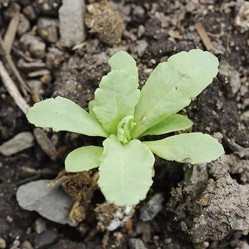 Miniatura 5 de Seed Needs Semillas mixtas de amapola somniferum para plantar, reliquia y flores anuales de polinización abierta, masas coloridas de flores