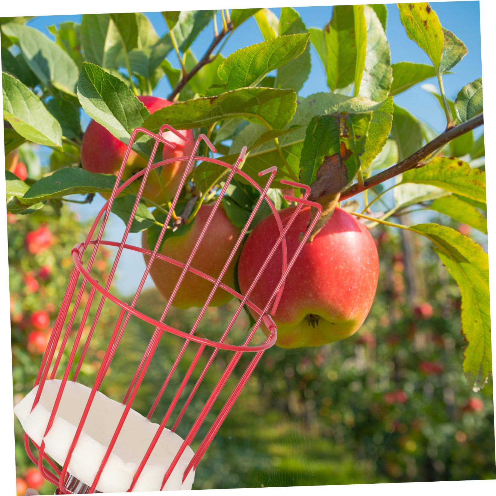 Cueilleur De Fruits Amovible Outil De Cueillette Portable Perche Acier Inoxydable Attrape-Fruits pour Verger Parc Ferme Jardin