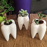 Vista 5 de YOFIT - Macetas con forma de dientes de estilo moderno, maceta de cerámica para regalos dentales, maceta de bonsái de suculenta y cactus blanca