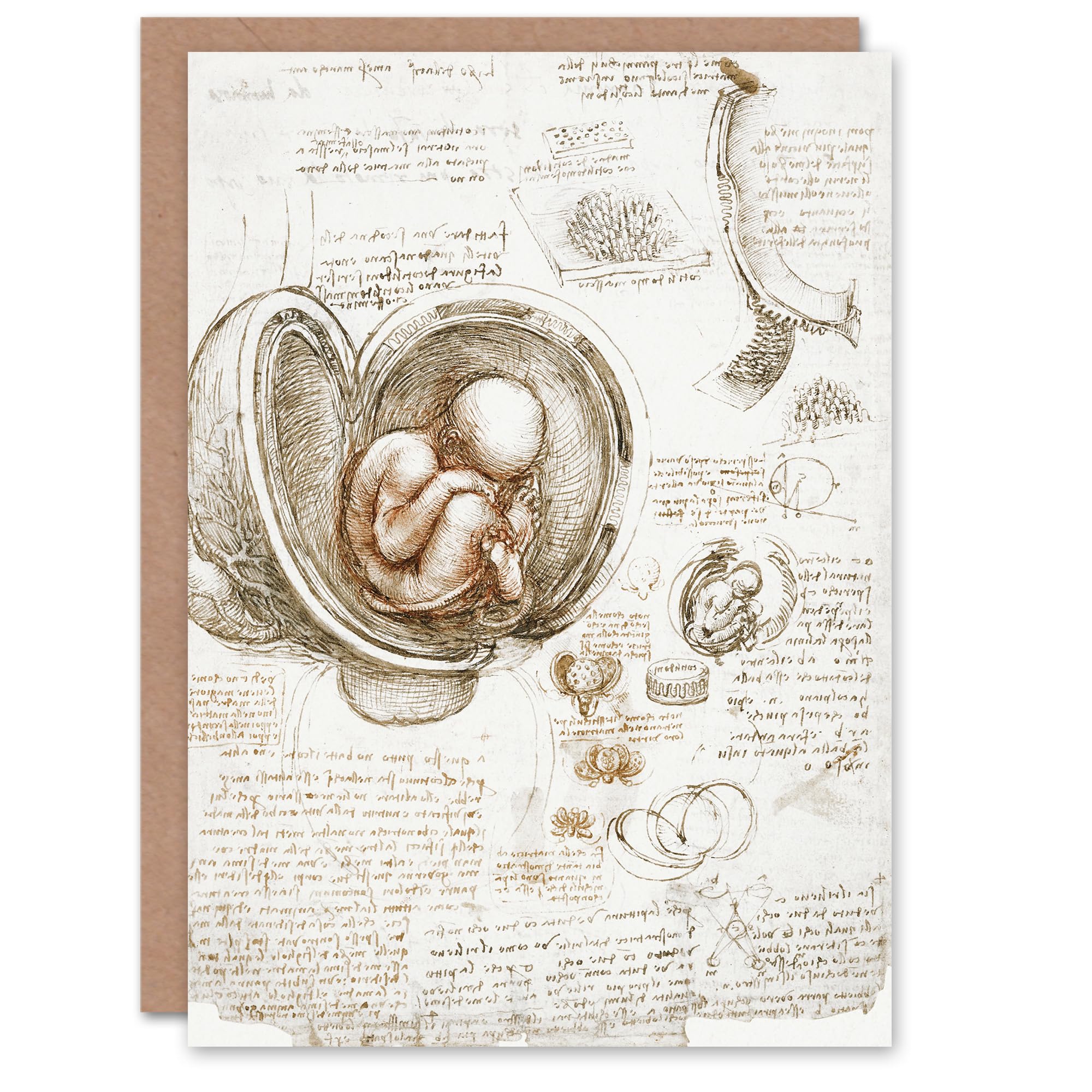 Artery8 Leonardo da Vinci Art Card Studies of the Foetus in the Womb