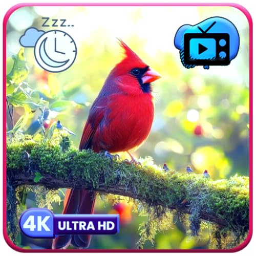 Ambiente de Aves Relajantes: Visuales, Sonidos Relajantes de la Naturaleza, Salvapantallas y Melodías Relajantes + Temporizador