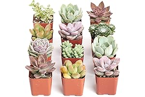 Soft Hue Collection of 12 Live Hand-Selected, Fully Rooted Succulent Plants