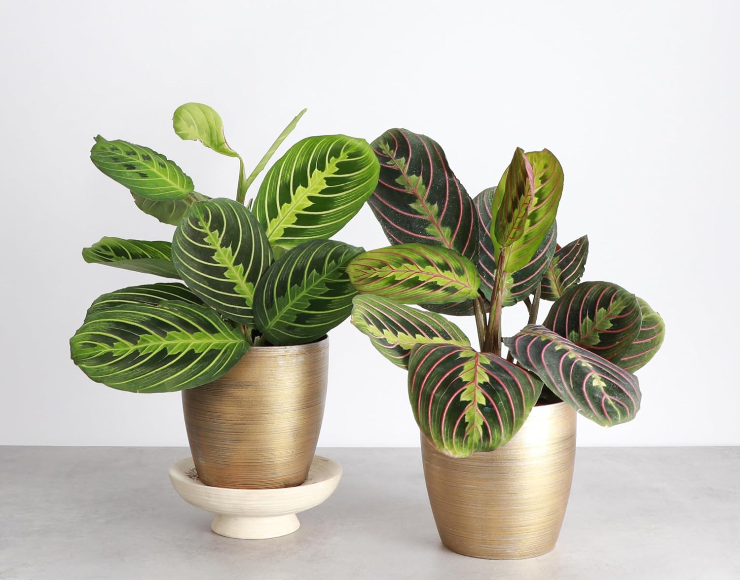 Thorsen's Greenhouse Prayer Plants Set of 2, Maranta leuconeura, Pet Safe Plants, Low Light Plants, Live Indoor Plants, 4" Diameter Plants, Classic Pots (Gold)
