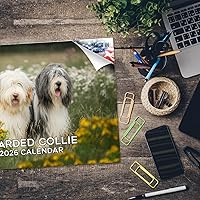 Vista 311 de Razas de Perros 2017