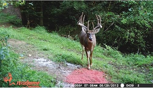 Miniatura 5 de Wildgame Innovations Cebo para Ciervos de Azucarera de Remolacha Triturada  Efectivo Alimento para Ciervos Ultra-Concentrado y Lleno de Nutrientes